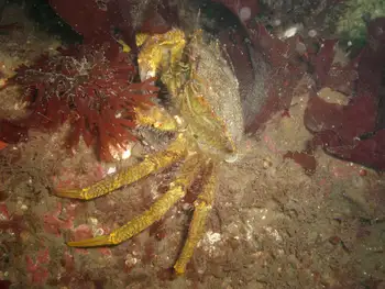 Helmet Crab