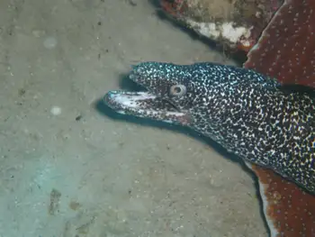 Spotted Moray Eel