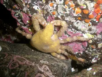 Moss Crab