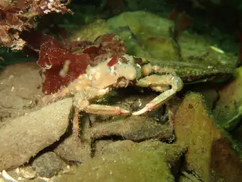 Moss Crab
