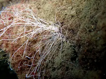 Curlyhead Spaghetti Worm