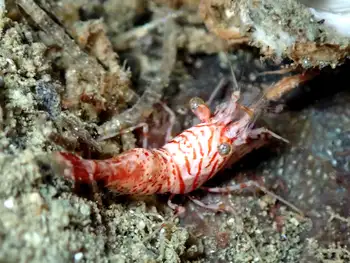 Shrimp