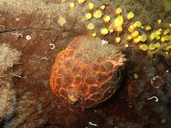 Red Creeping Pedal Sea Cucumber