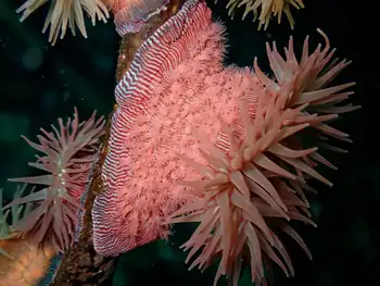 Proliferating Anemone