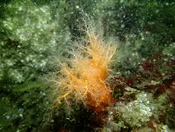 Red Sea Cucumber