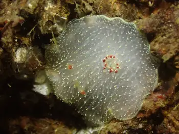Nanaimo Nudibranch