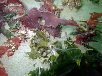 Curlyhead Spaghetti Worm