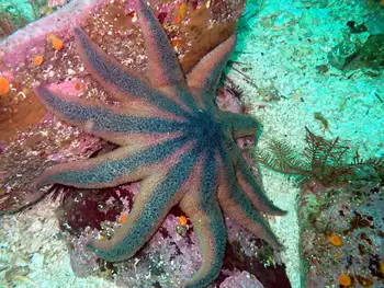 Striped Sun Star