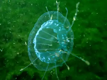 Scalloped Jelly