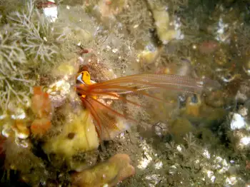 Giant Acorn Barnacle