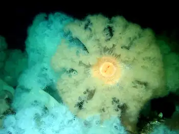Metridium Anemones