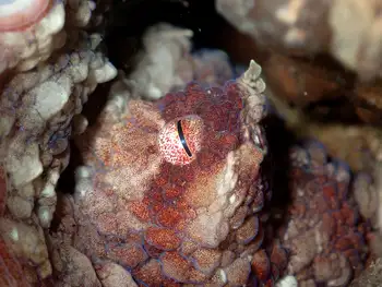 Red Octopus