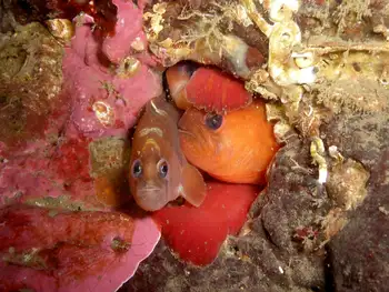 Longfin Gunnels