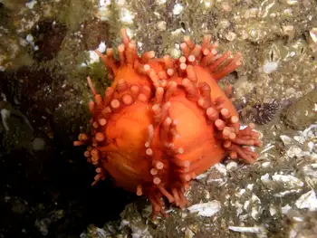 Red Sea Cucumber