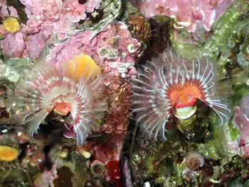 Feather Duster Worms