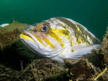 Copper Rockfish