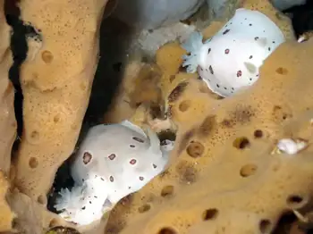 Glove Sponge