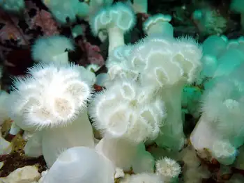 Short Plumose Anemone