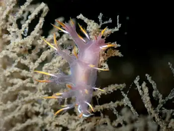 Multicolor Dendronotid