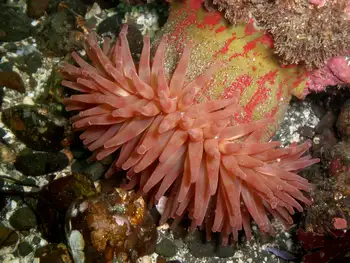 Painted Anemone