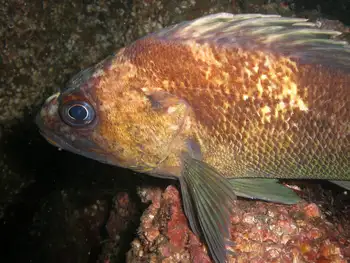 Quillback Rockfish