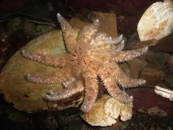 Sunflower Star