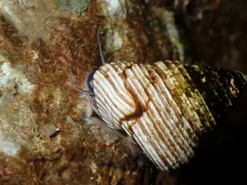 Snail