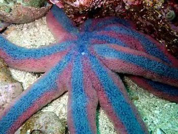 Striped Sun Star