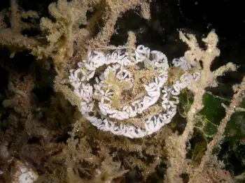 Eggs Nudibranch