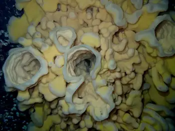Cloud Sponge