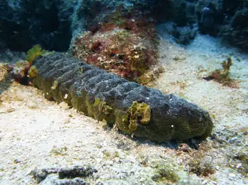 mexican sea cucumber