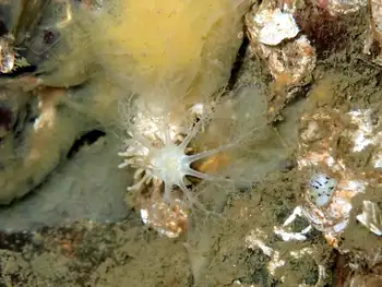Stiff Footed Sea Cucumber