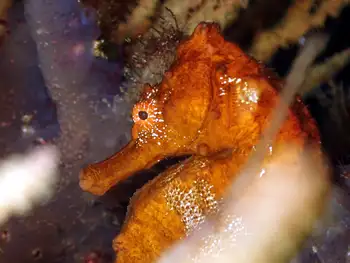 Pacific Seahorse