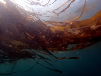 Bull Kelp