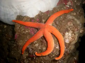 Blood Star