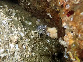 Salt Pepper Sea Cucumber