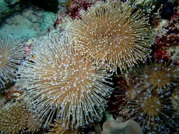 Flower Pot Coral