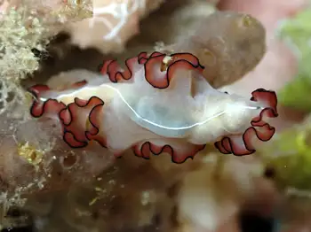 orsak's flatworm