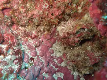 Encrusting Corraline Algae
