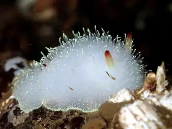 Nanaimo Nudibranch