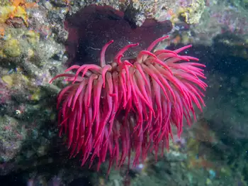 Fish Eating Anemone