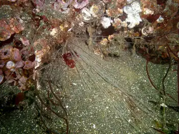 Curlyhead Spaghetti Worm