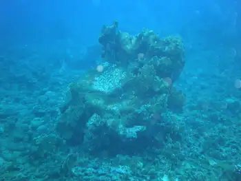 Coral