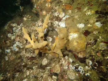 Tough Yellow Branching Sponge
