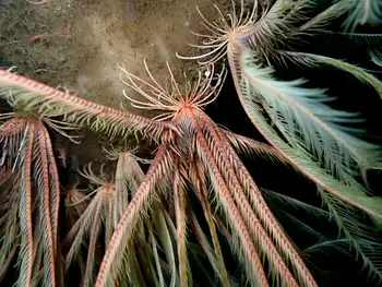 Northwest Feather Stars