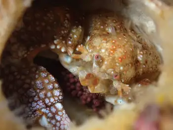 granular claw crab