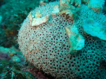 flower sea urchin
