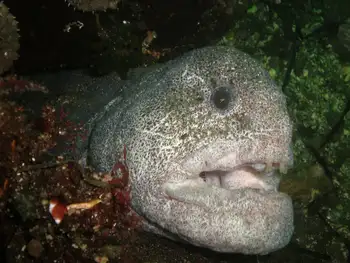 Wolf Eel