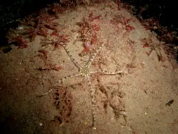 Gray Brittle Star