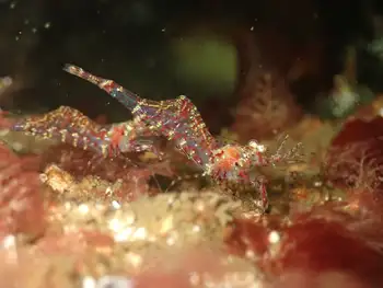 Shrimp